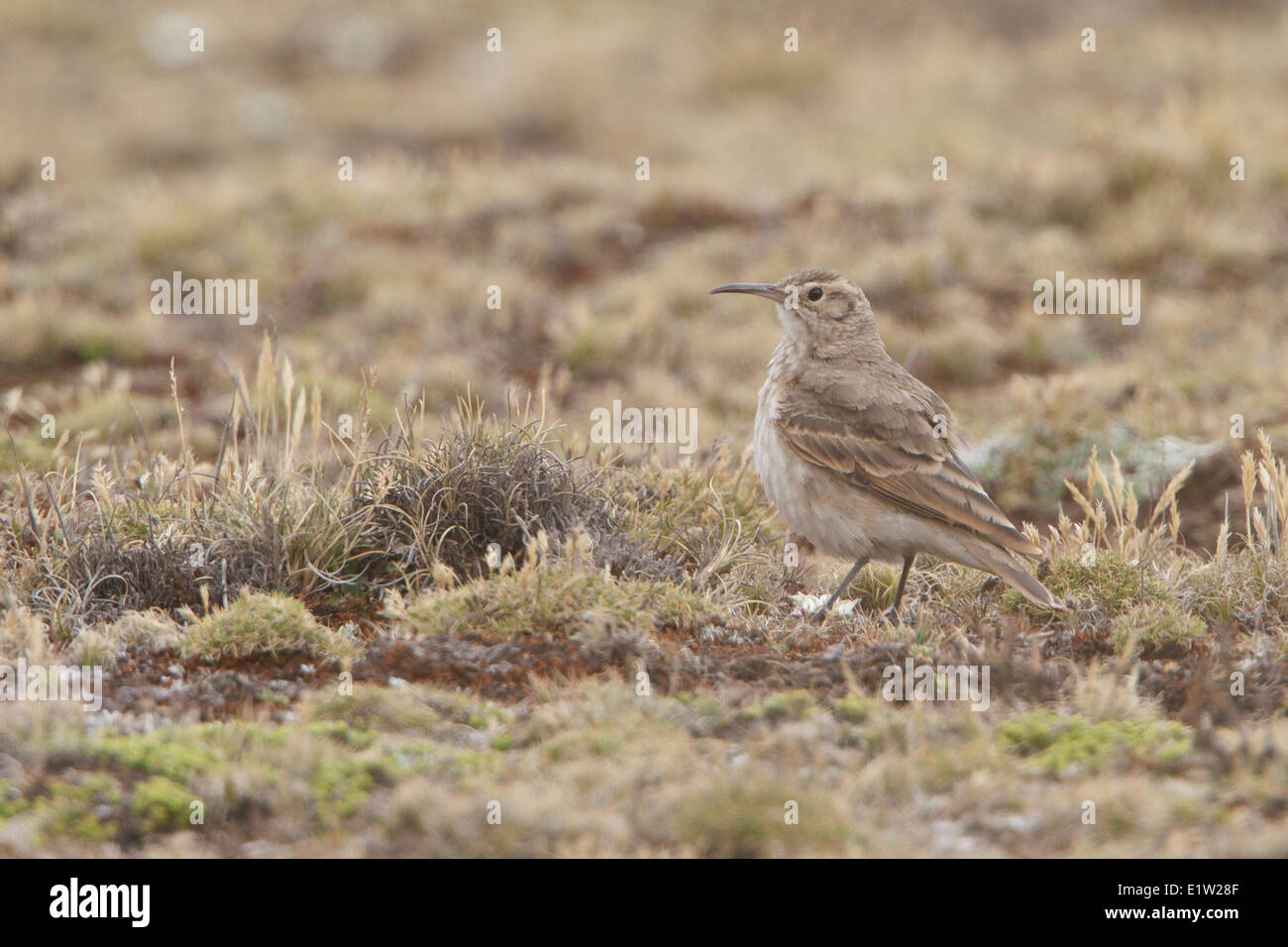 Slender-billed Miner (Geositta tenuirostris) perched on the ground in the highlands of Peru. Stock Photo