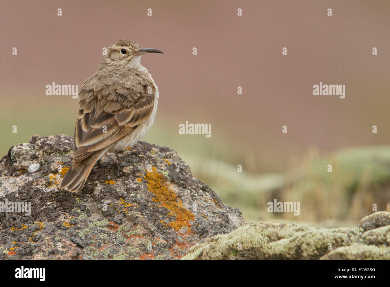 Slender-billed Miner (Geositta tenuirostris) perched on a rock in Peru. Stock Photo