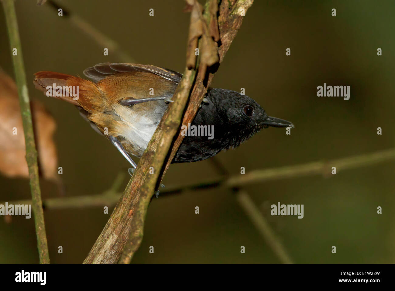 Southern Chestnut-tailed Antbird (Myrmeciza hemimelaena) perched on a branch in Peru. Stock Photo