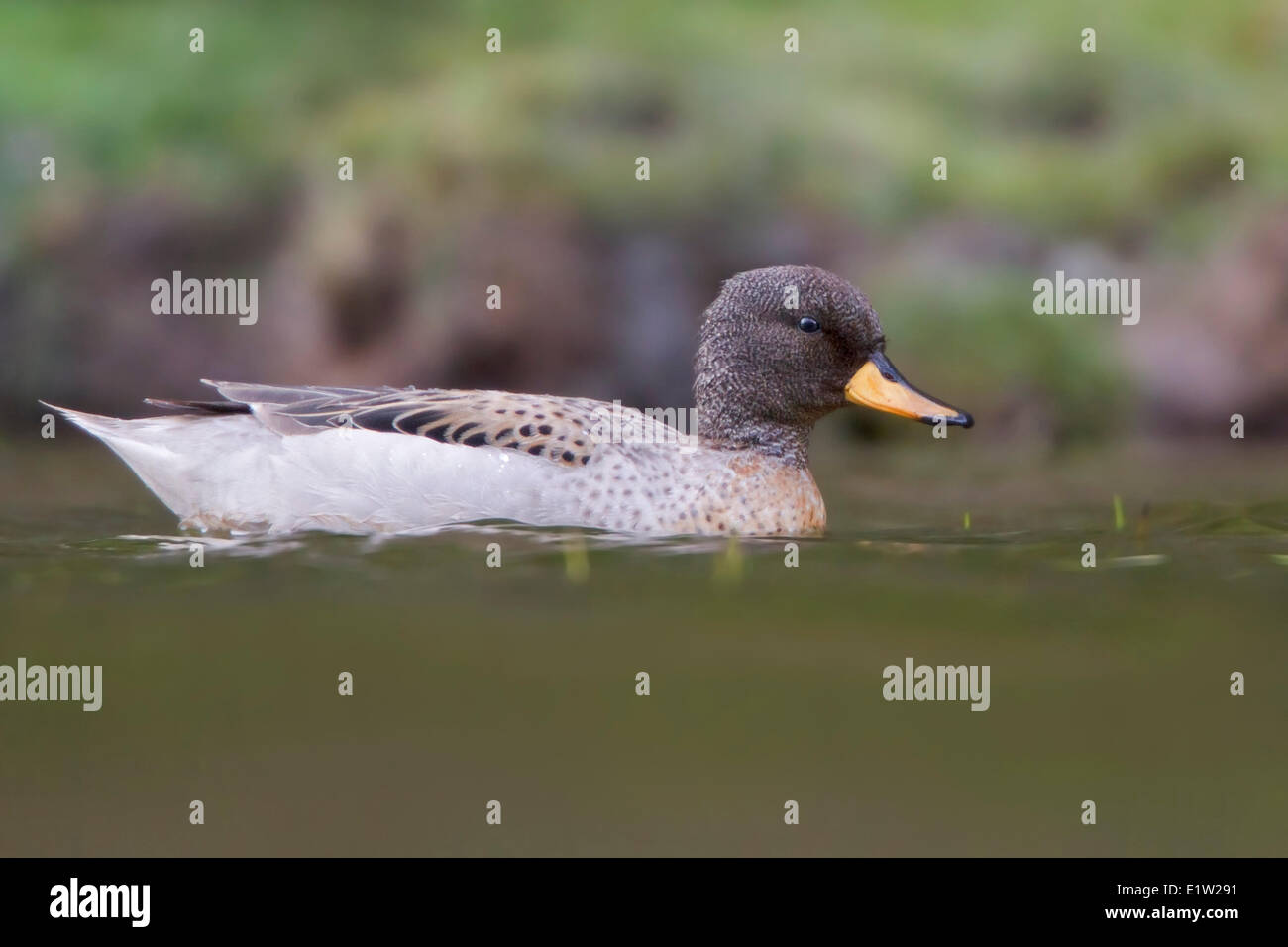 Speckled Teal (Anas flavirostris) in a wetland in Peru. Stock Photo