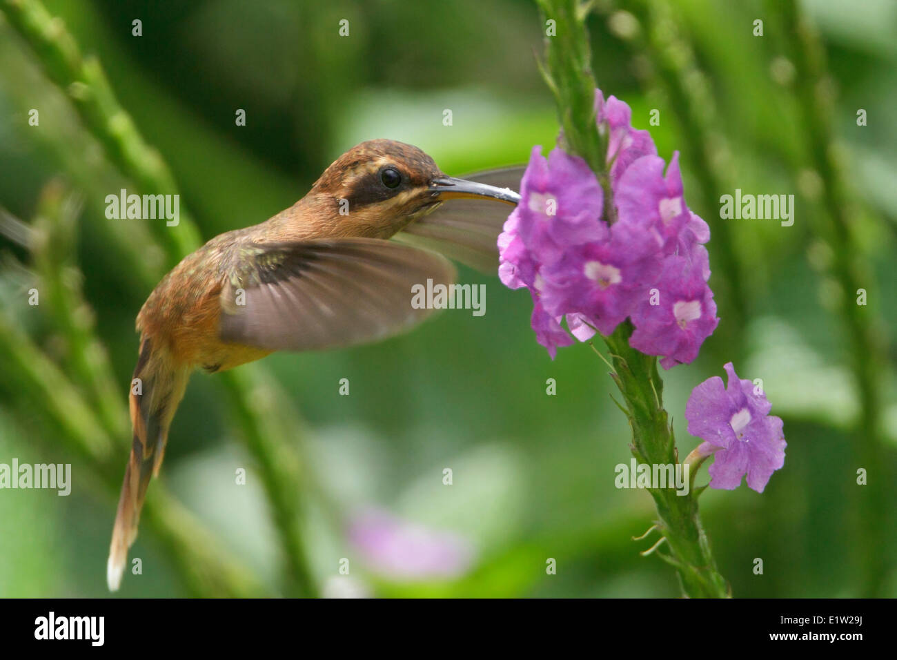 Stripe-throated Hermit, Phaethornis longuemareus, flying and feeding at a flower in Costa Rica. Stock Photo