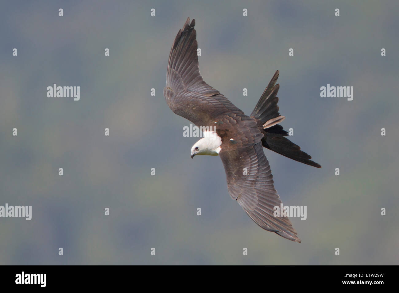 Swallow-tailed Kite (Elanoides forficatus) flying in Peru. Stock Photo