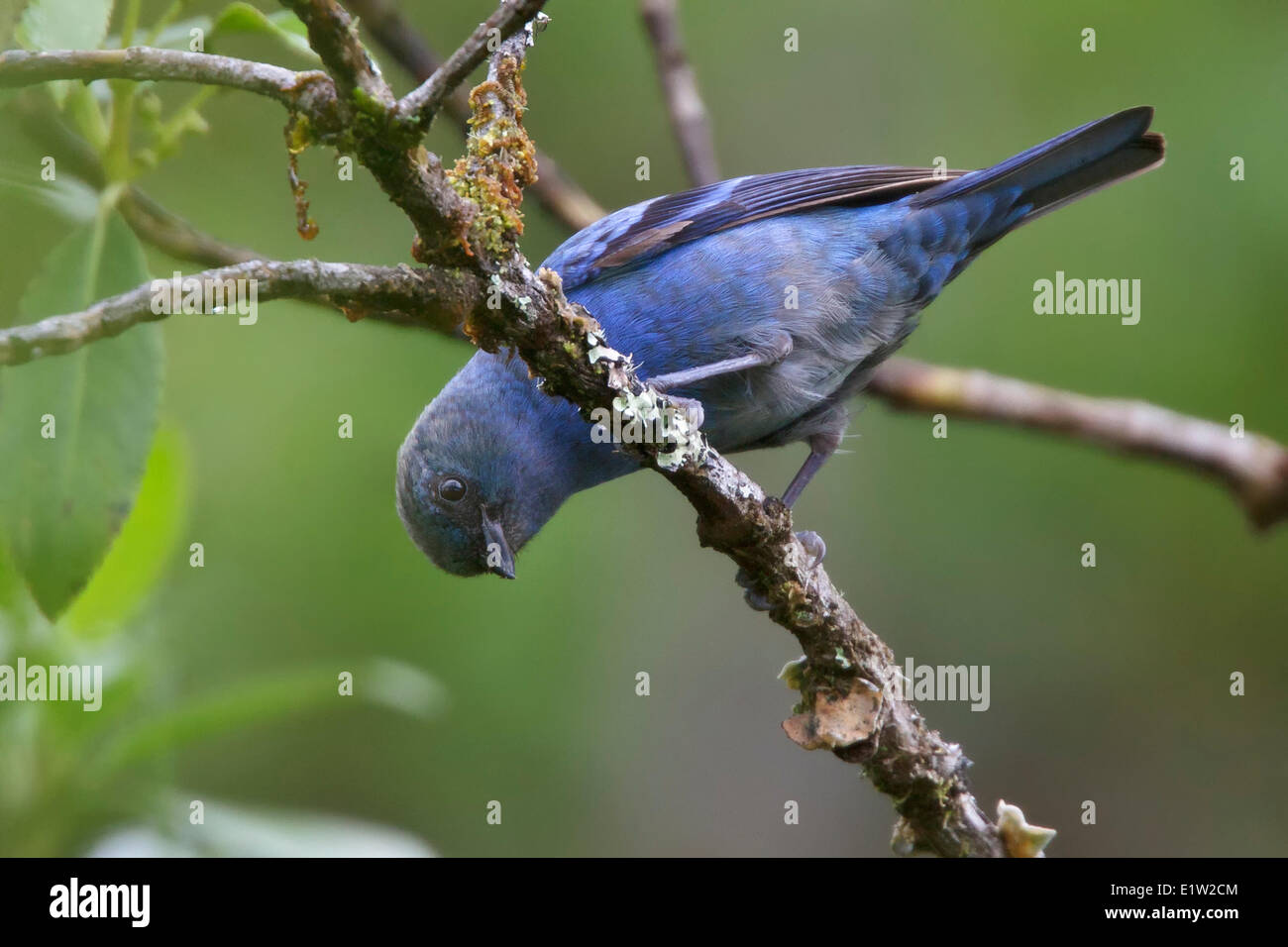Blue-and-black Tanager (Tangara vassorii) perched on a branch in Peru. Stock Photo