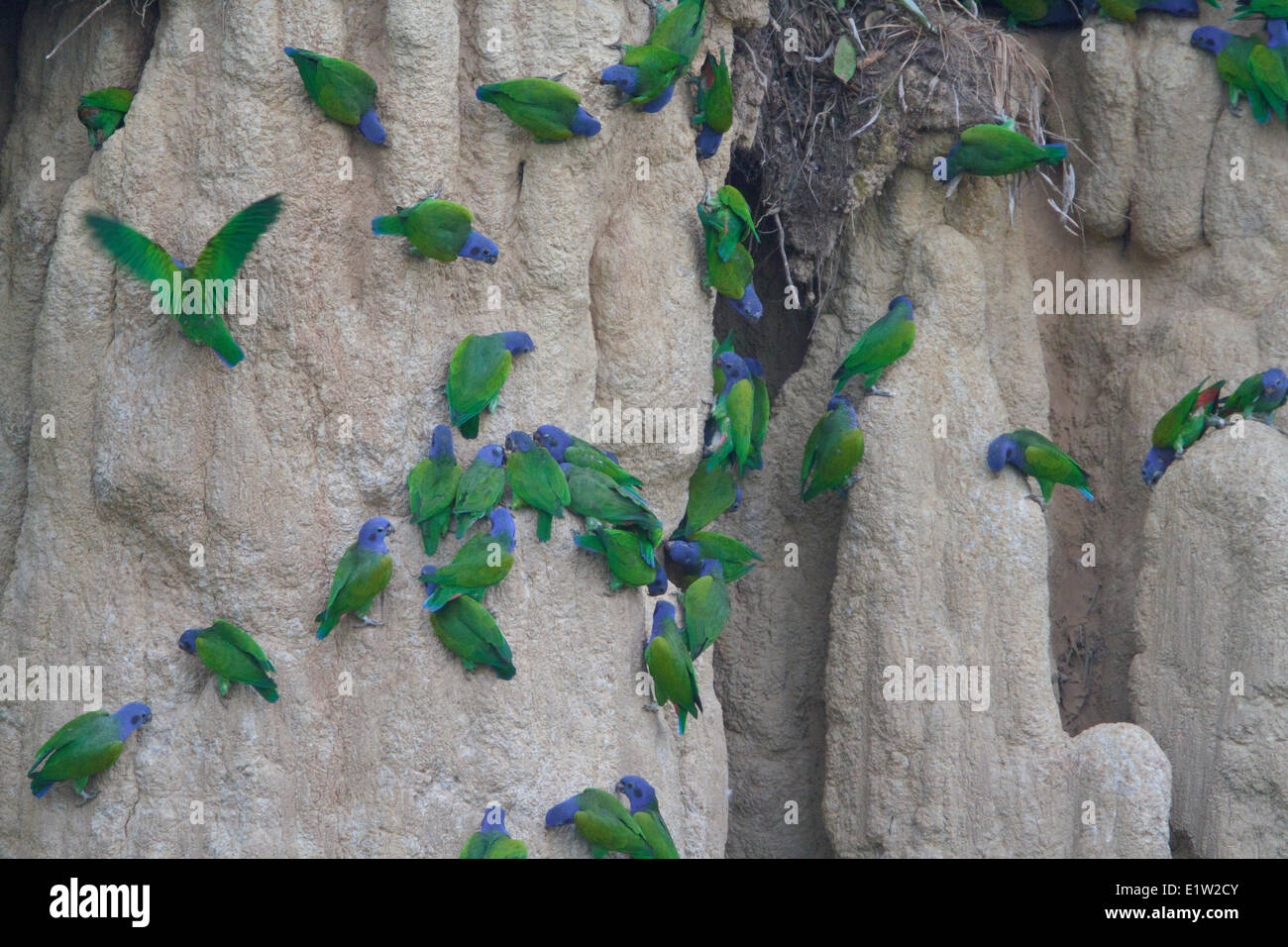 Blue-headed Parrot (Pionus menstruus) perched and feeding on clay in Amazonian Peru. Stock Photo