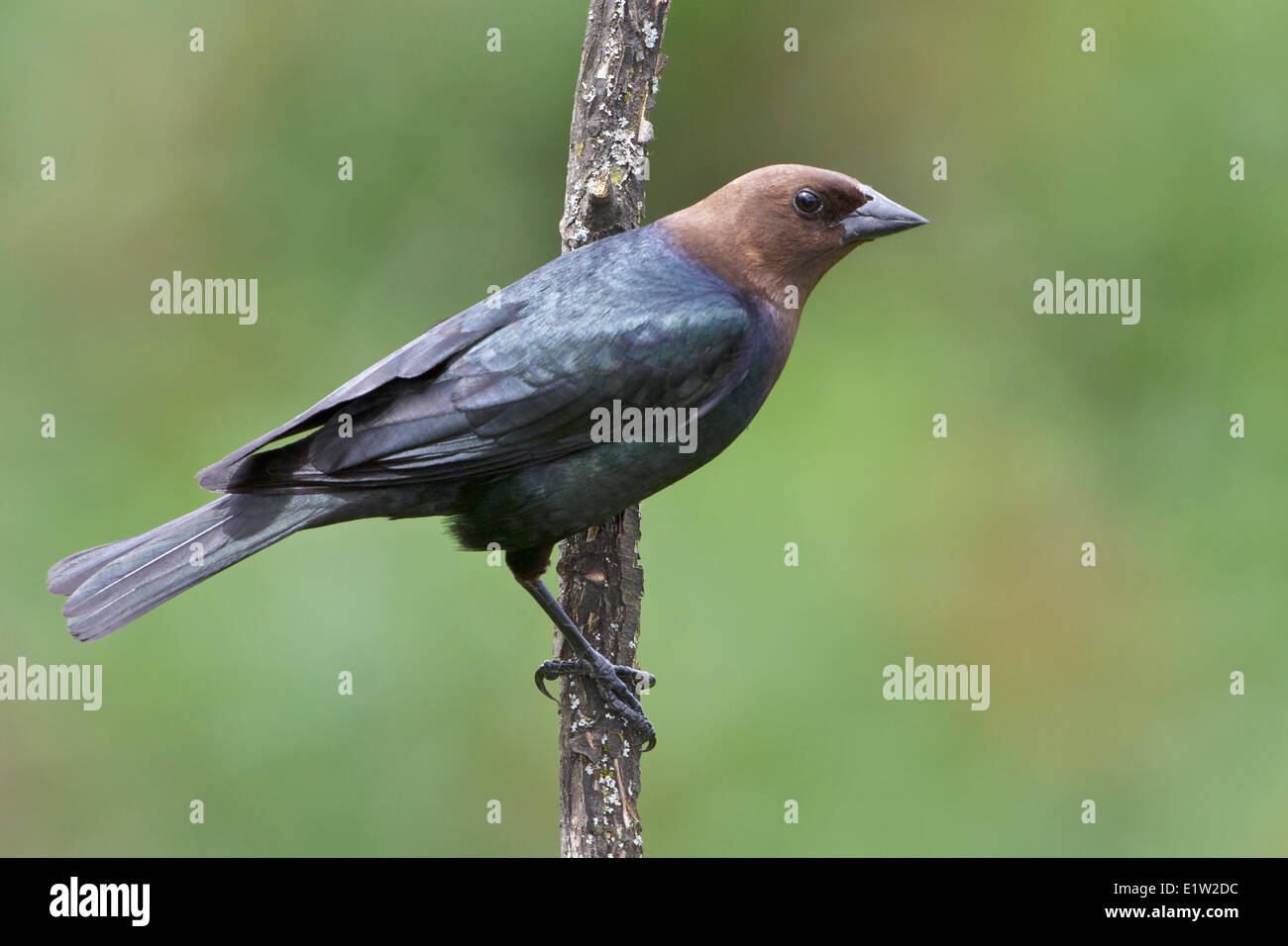 Brown-headed Cowbird, Molothrus ater, perched on a branch in Eastern Ontario, Canada. Stock Photo