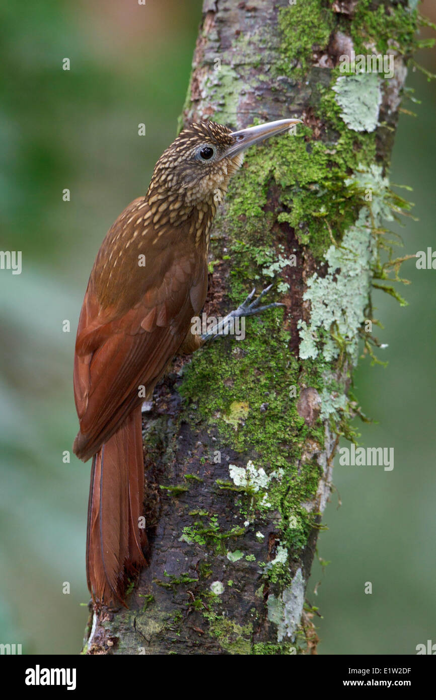 Buff-throated Woodcreeper (Xiphorhynchus guttatus) perched on a branch in  Peru Stock Photo - Alamy