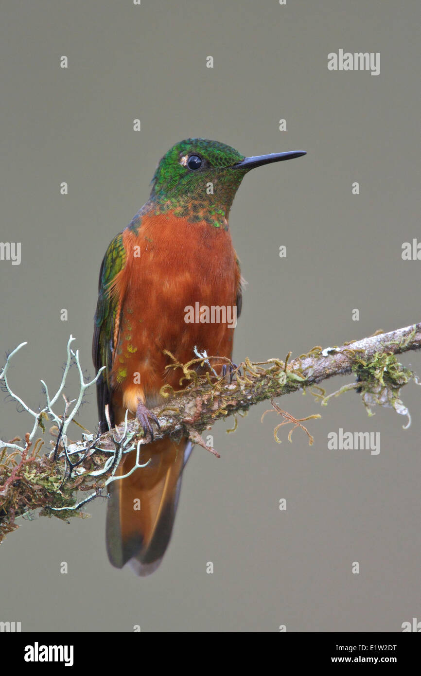 Chestnut-breasted Coronet (Boissonneaua matthewsii) perched on a branch in Peru. Stock Photo