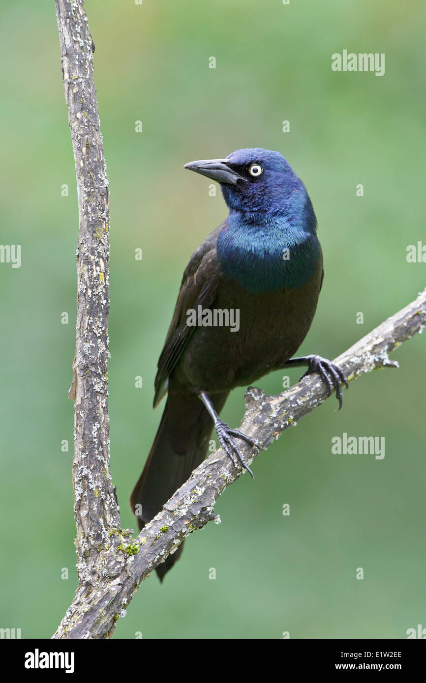 Common Grackle, Quiscalus quiscula, perched on a branch in Eastern Ontario, Canada. Stock Photo