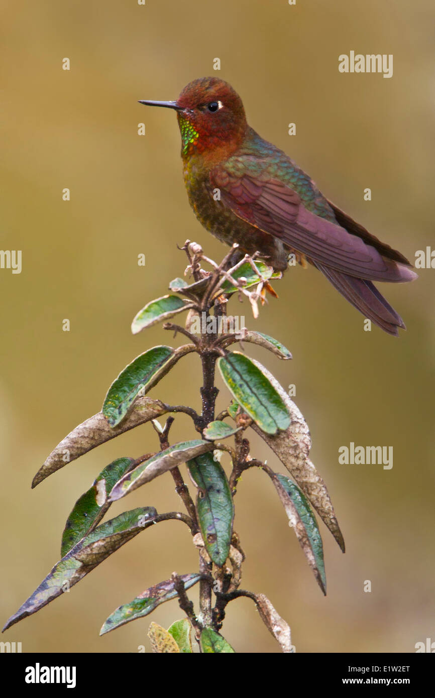 Coppery Metaltail (Metallura theresiae) perched on a branch in Peru. Stock Photo