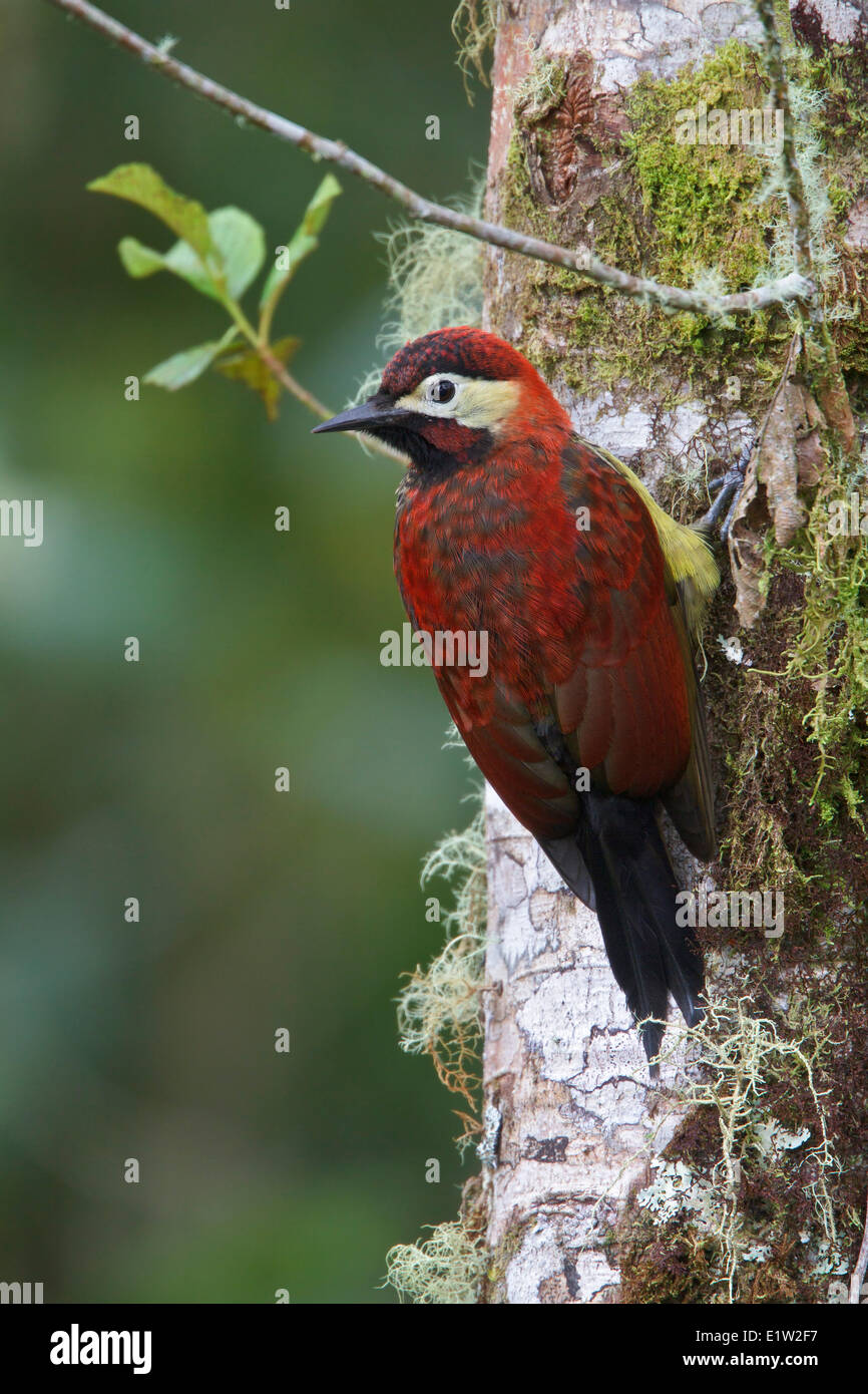 Crimson-mantled Woodpecker (Piculus rivolii) perched on a branch in Ecuador. Stock Photo