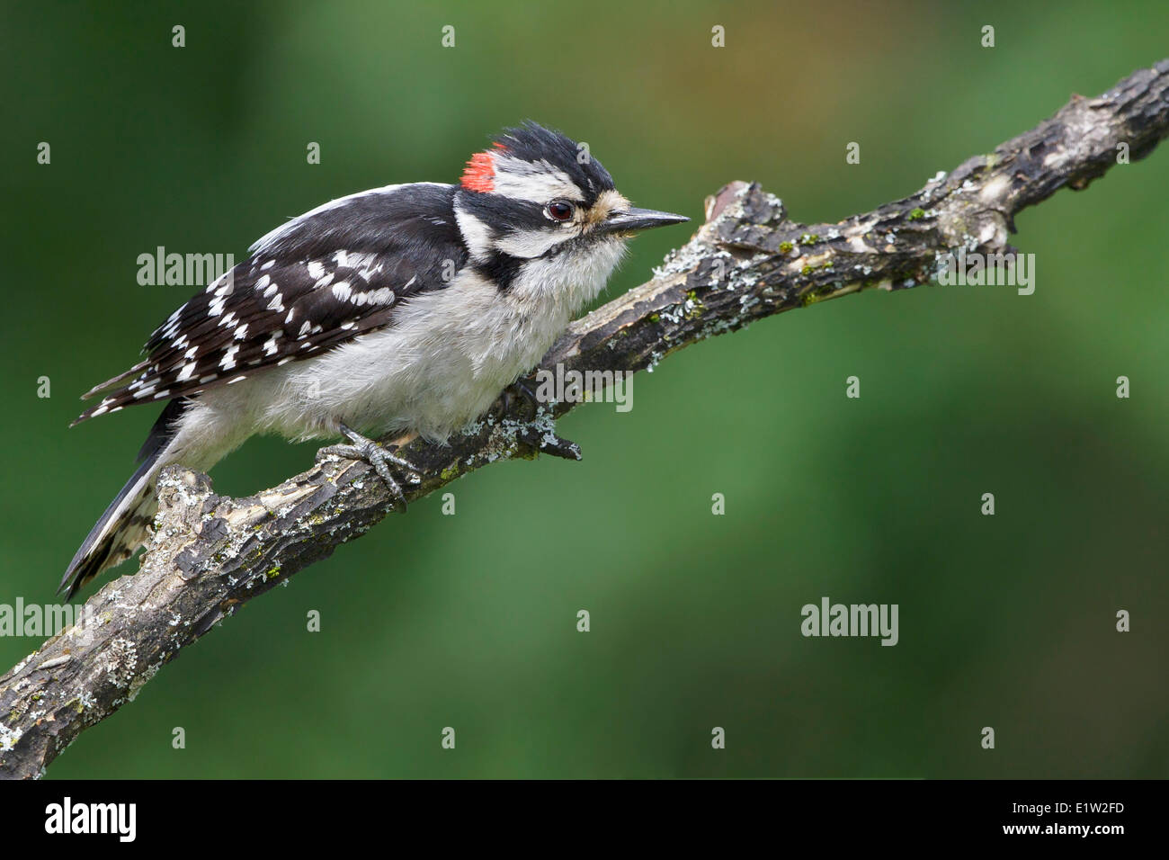 Downy Woodpecker (Picoides pubescens) perched on a branch in Eastern Ontario, Canada. Stock Photo