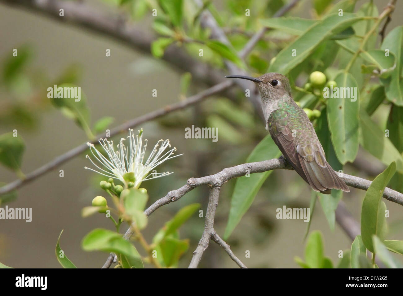 Tumbes Hummingbird (Leucippus baeri) perched on a branch in Peru. Stock Photo
