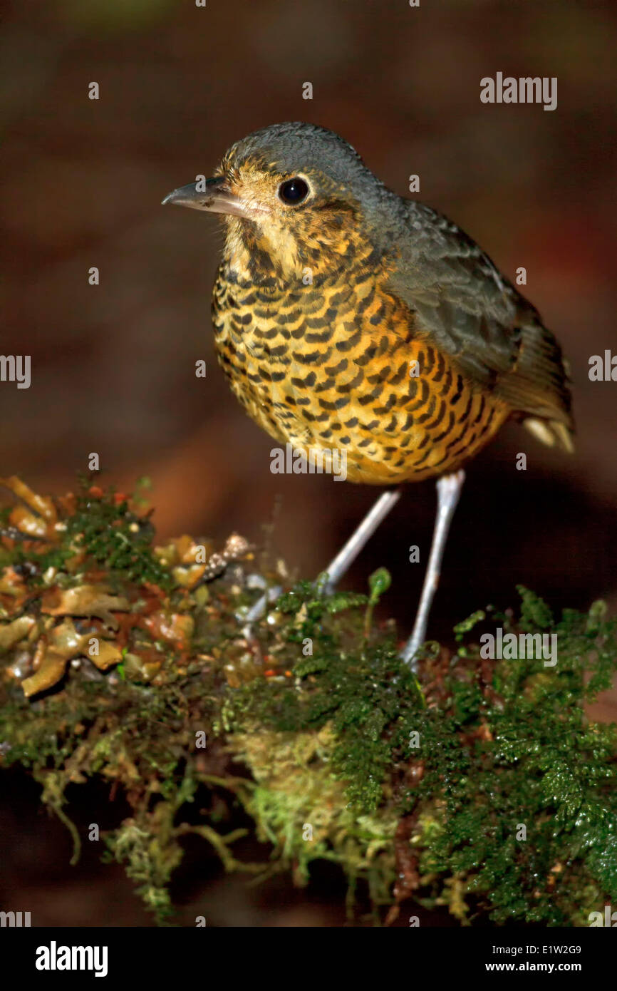 Undulated Antpitta (Grallaria squamigera) perched on the ground in Peru. Stock Photo