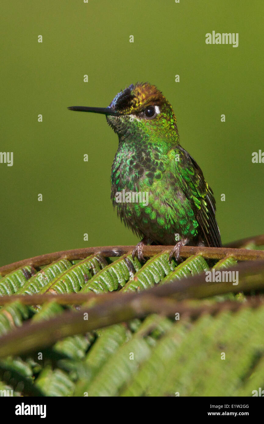 Violet-fronted Brilliant (Heliodoxa leadbeateri) perched on a branch in Peru. Stock Photo