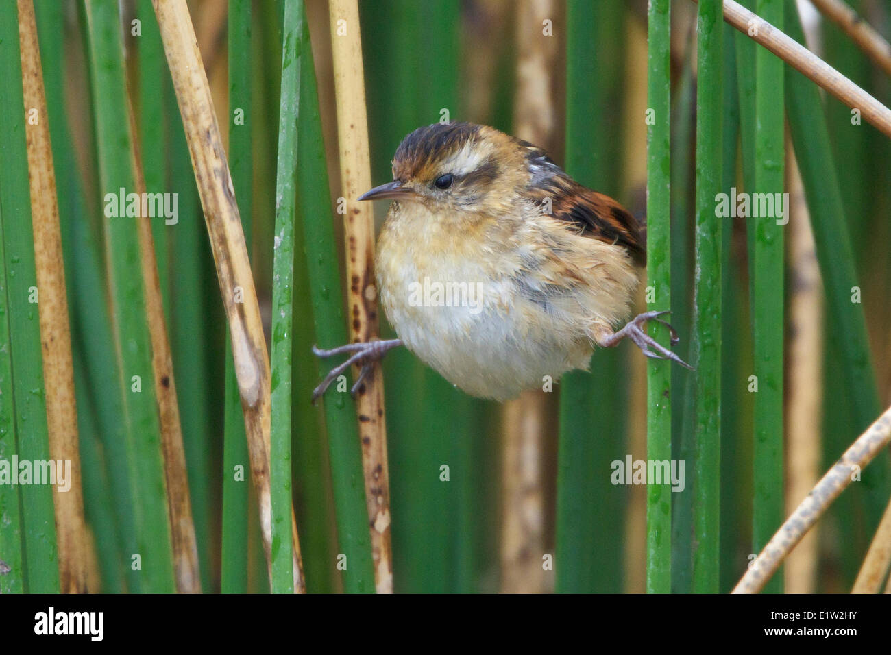 Wren-like Rushbird (Phleocryptes melanops) perched in the reeds in Peru. Stock Photo