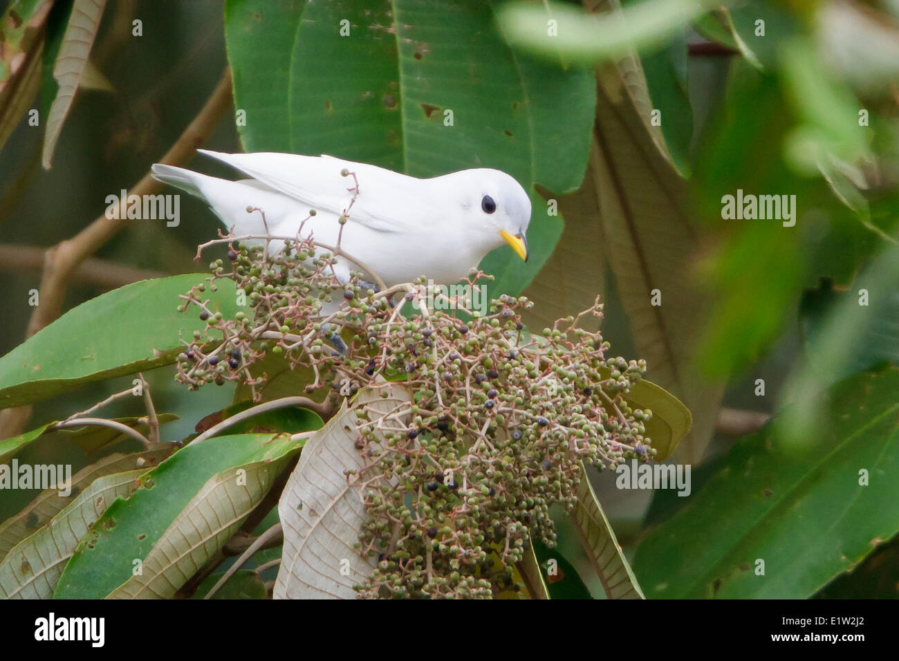 Yellow-billed Cotinga (Carpodectes antoniae) perched on a branch in Costa Rica. Stock Photo