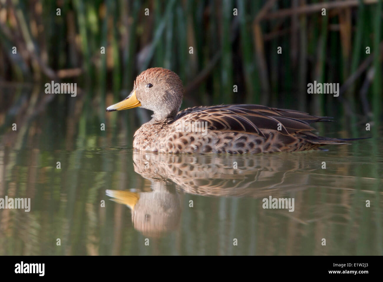 Yellow-billed Pintail (Anas georgica) Stock Photo