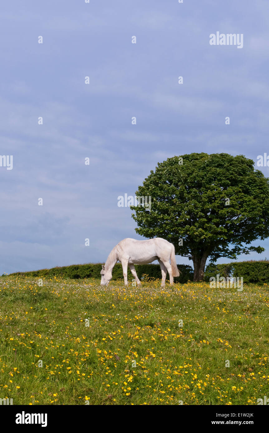 Irish horses at farm near Carrickfergus, Northern Ireland Stock Photo