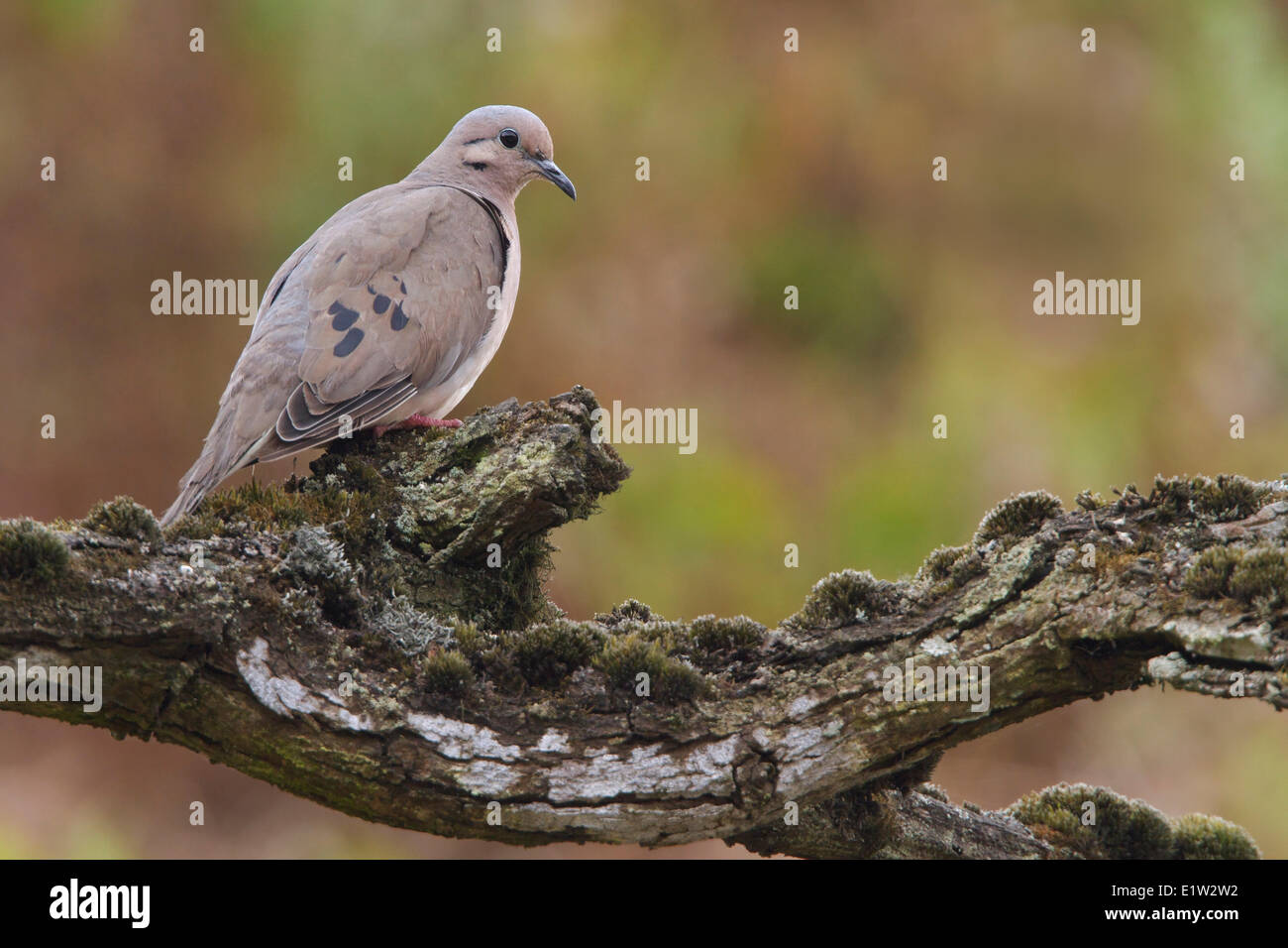 Eared Dove (Zenaida auriculata) perched on a branch in Peru. Stock Photo