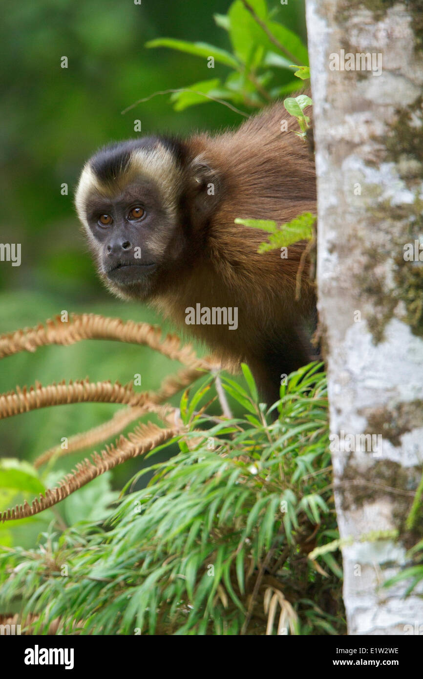 Brown Capuchin Monkey Stock Photo