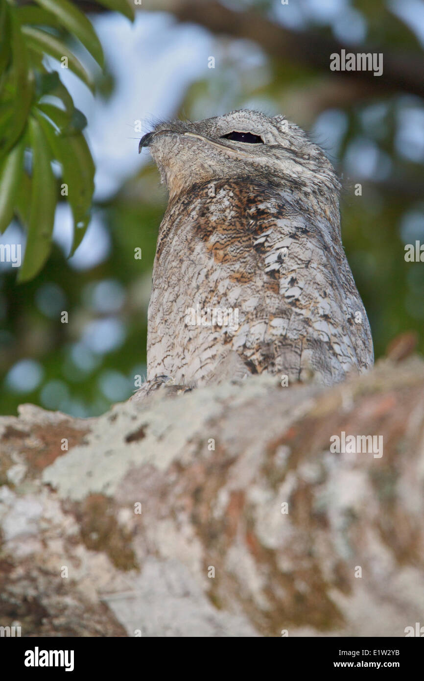 Great Potoo (Nyctibius grandis) perched on a branch in Peru. Stock Photo