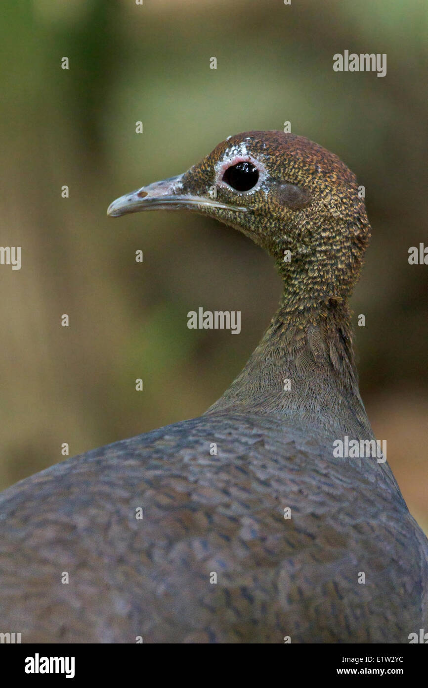 Great Tinamou (Tinamus major) walking along the forest floor in Costa Rica. Stock Photo