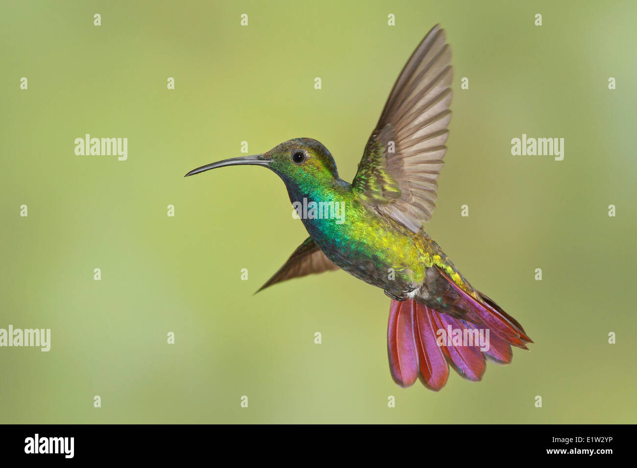 Green-breasted Mango, Anthracothorax prevostii, flying and feeding at a flower in Costa Rica. Stock Photo