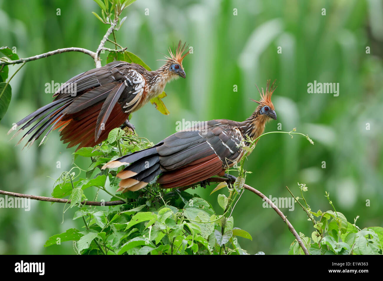 Hoatzin (Opisthocomus hoazin) perched on a branch in Peru. Stock Photo