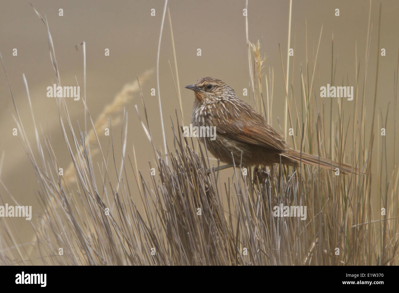 Junin Canastero (Asthenes virgata) perched on bunch grass in the highlands of Peru. Stock Photo