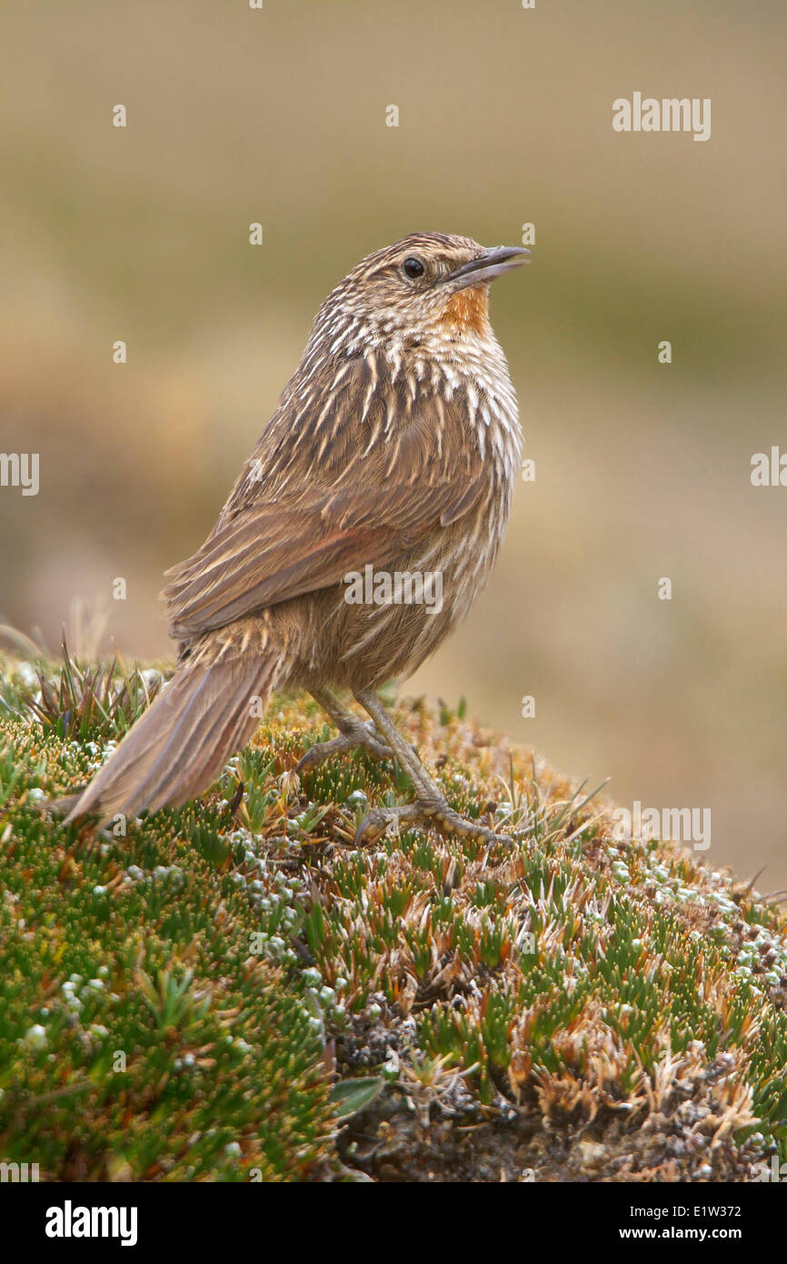 Junin Canastero (Asthenes virgata) perched on the ground in the highlands of Peru. Stock Photo