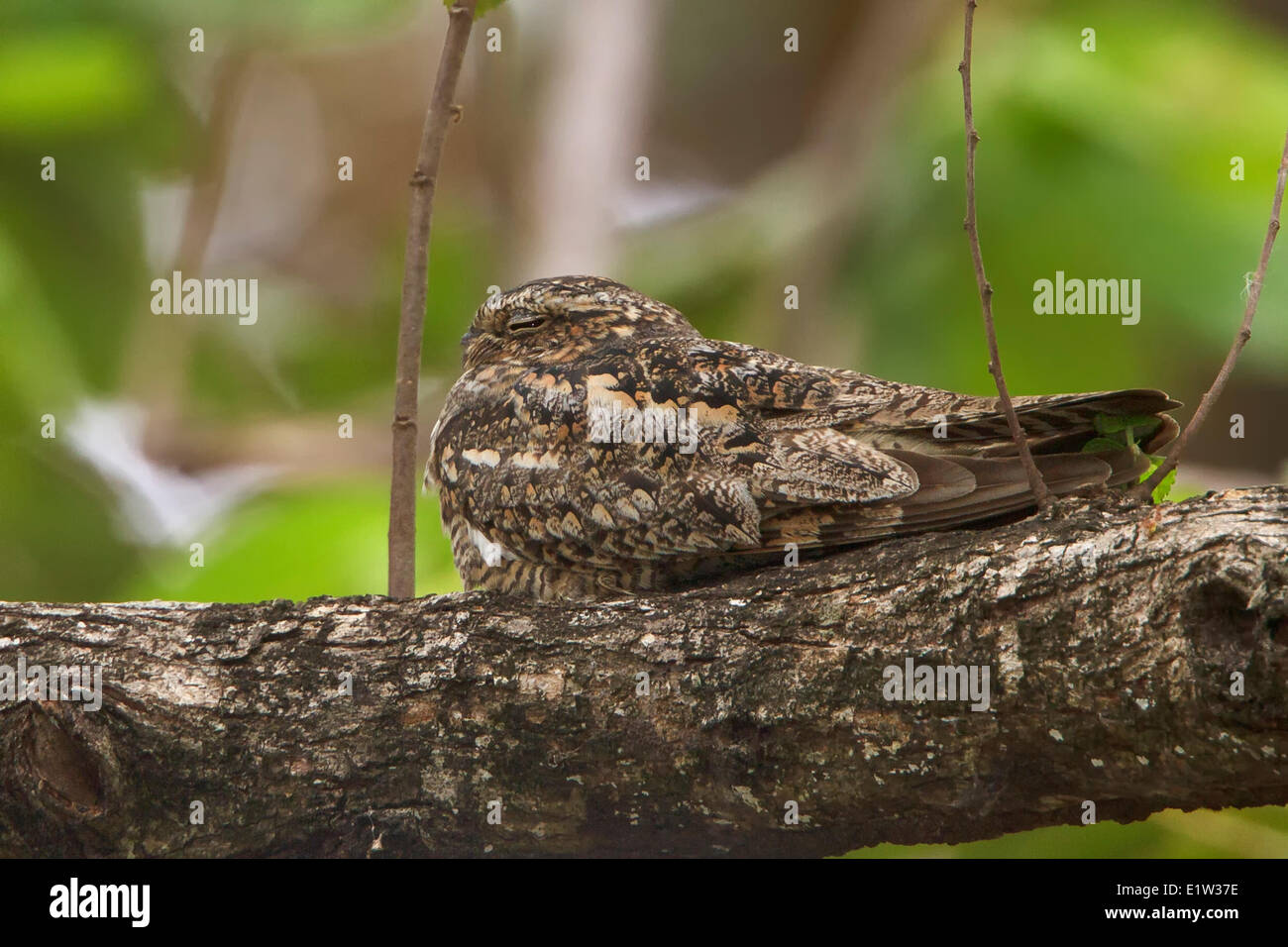 Lesser Nighthawk (Chordeiles acutipennis) perched on a branch in Costa Rica. Stock Photo