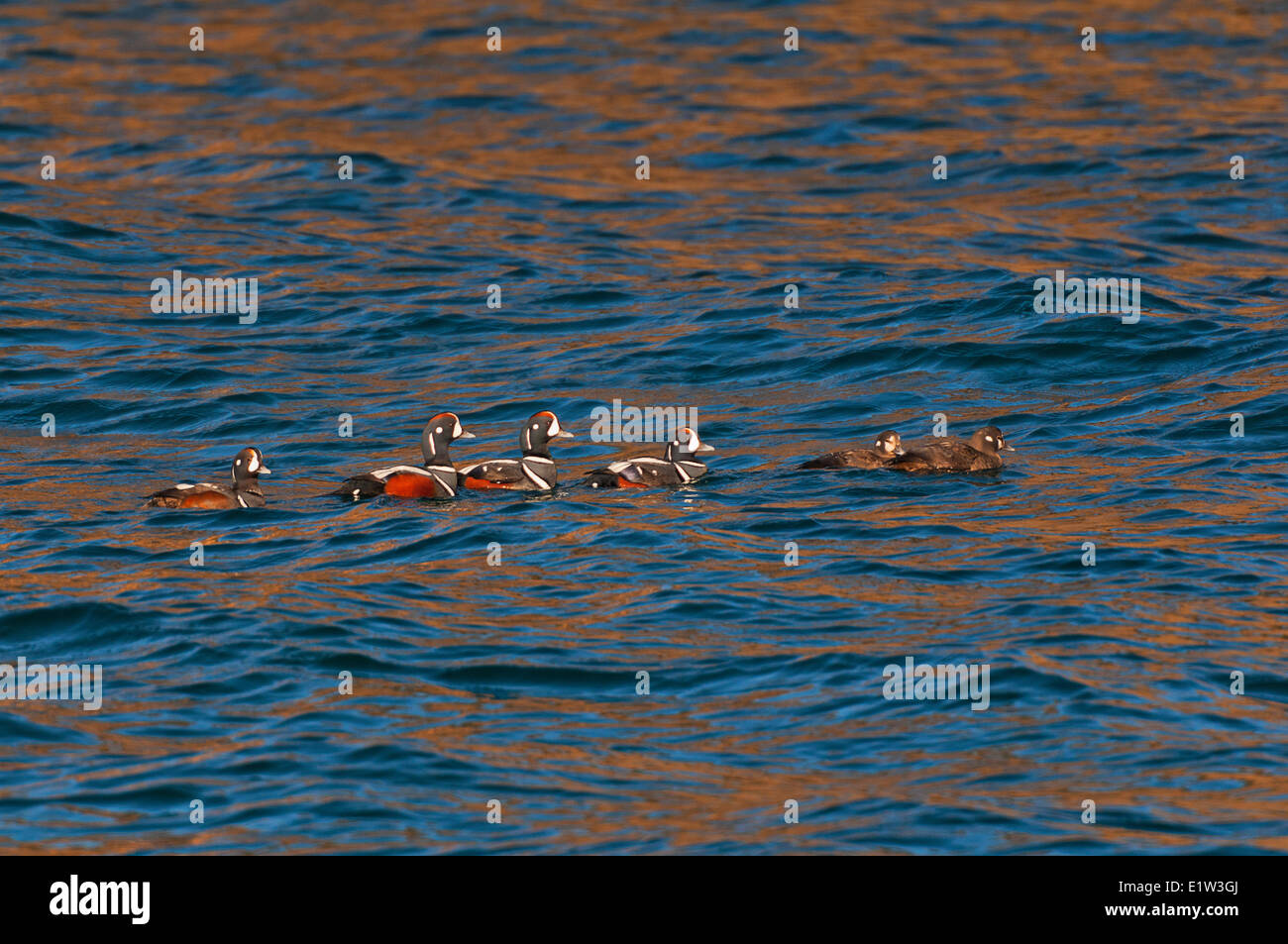 Harlequin Ducks (Histrionicus histrionicus) winter in small groups along coastal Nova Scotia, Bay of Fundy, late April, Canada. Stock Photo