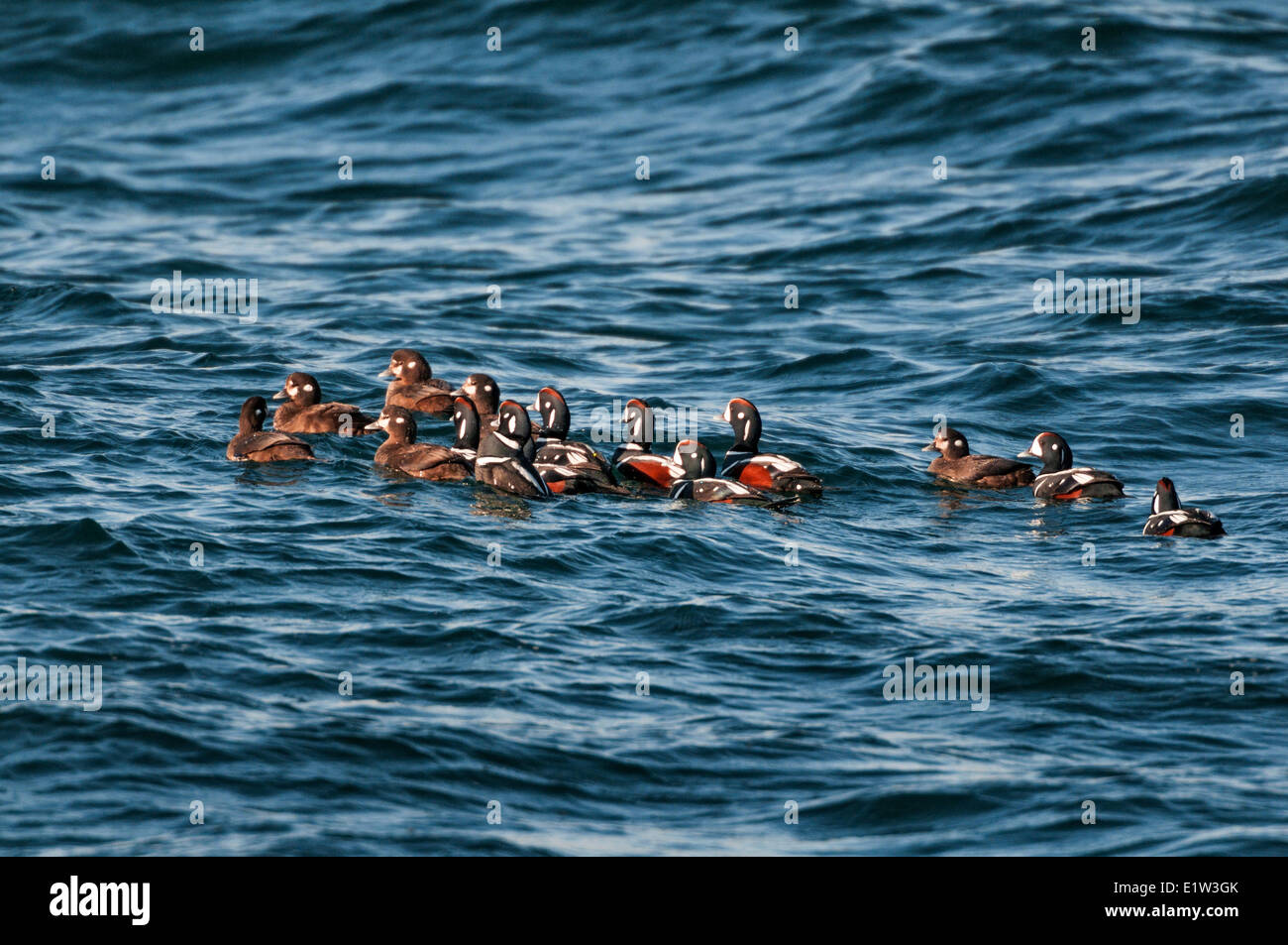 Harlequin Ducks (Histrionicus histrionicus) winter in small groups along coastal Nova Scotia, Bay of Fundy, late April, Canada. Stock Photo