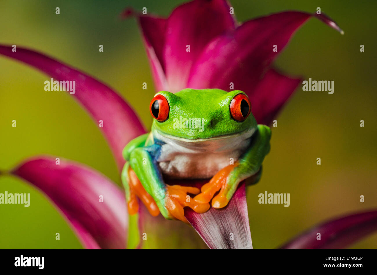 Red-eyed Tree Frog (Agalychnis callidryas) making direct eye contact while holding onto colorful tropical flower. Native to Stock Photo