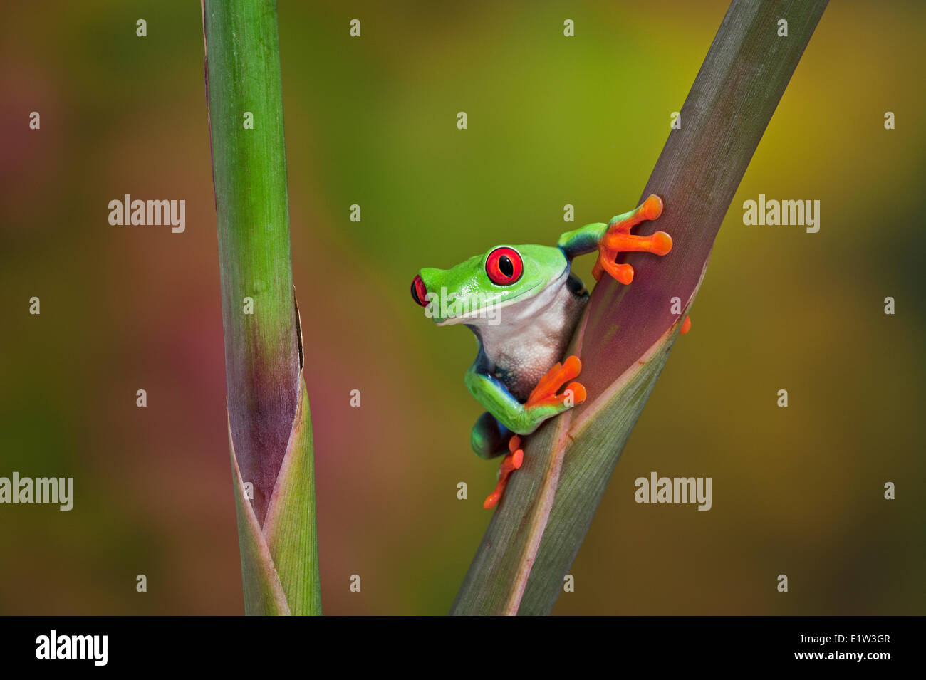 Red-eyed Tree Frog (Agalychnis callidryas) making direct eye contact while holding onto colorful tropical flower. Native to Stock Photo