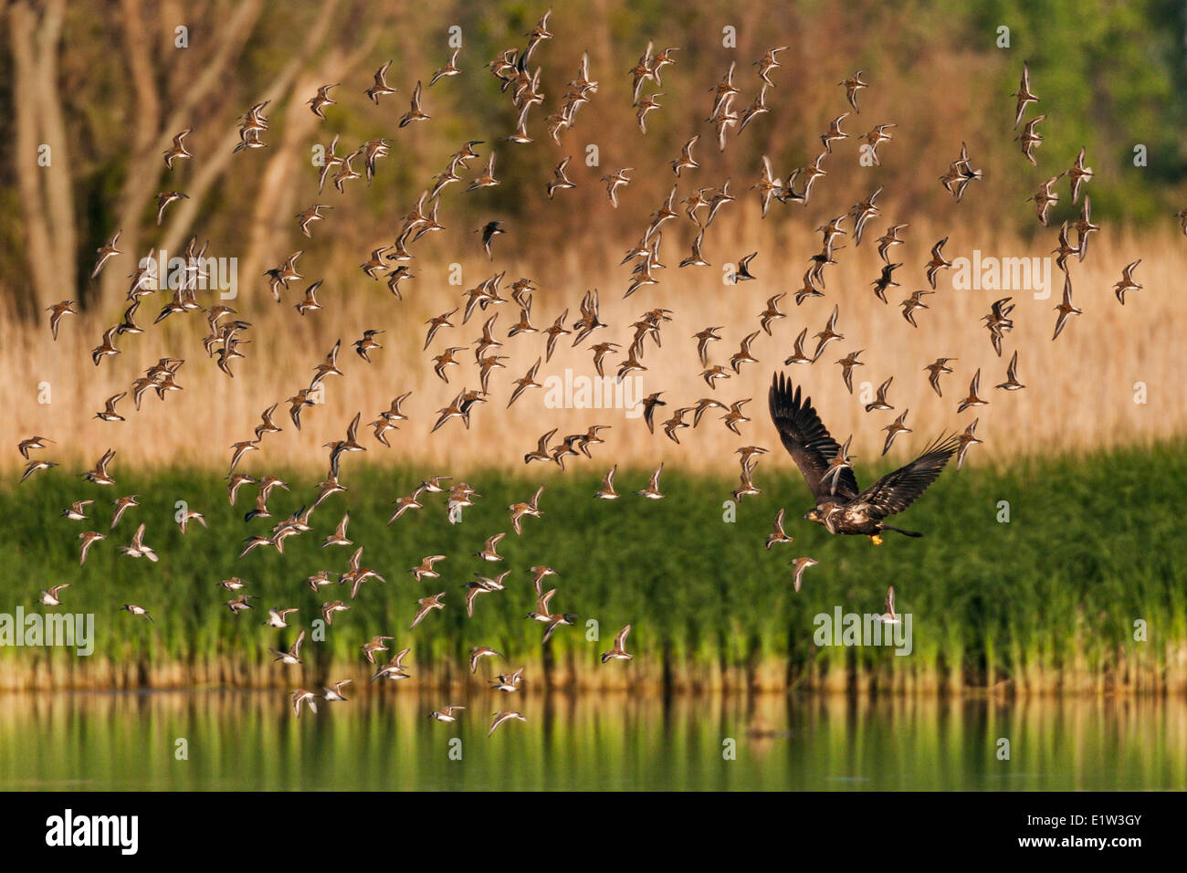 Bald Eagle (Haliaeetus leucocephalus) immature disturbs flock migrating dunlins (Calidris alpina) in a freshwater Lake Erie Stock Photo