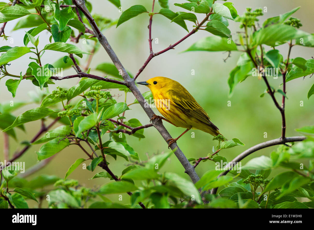 Male Yellow Warbler (Dendroica petechia). A common warbler found throughout North America