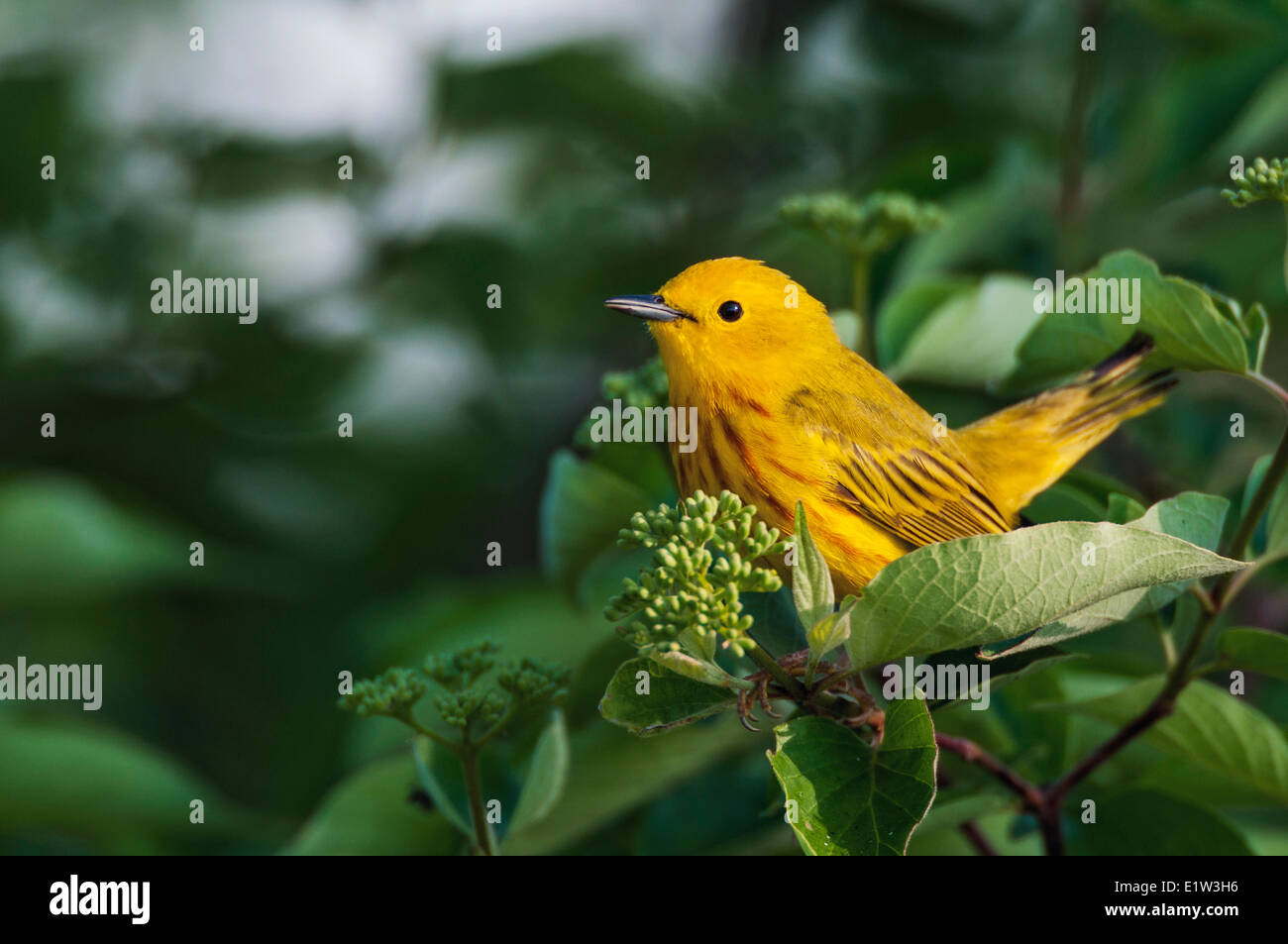 Male Yellow Warbler (Dendroica petechia). A common warbler found throughout North America