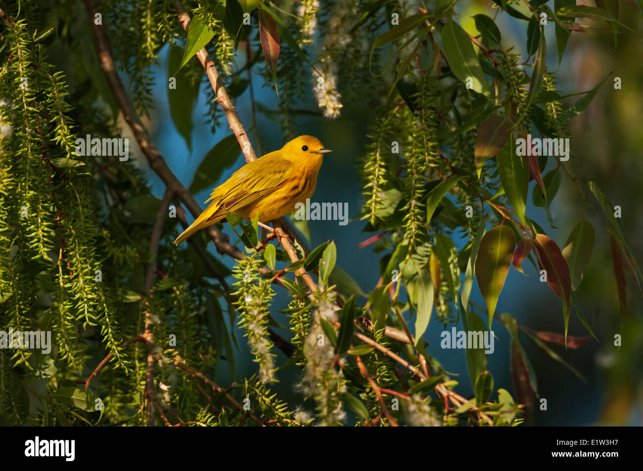 Yellow Warbler (Dendroica petechia) following spring migration rests in black willow tree in a Carolinian forest along Lake Stock Photo