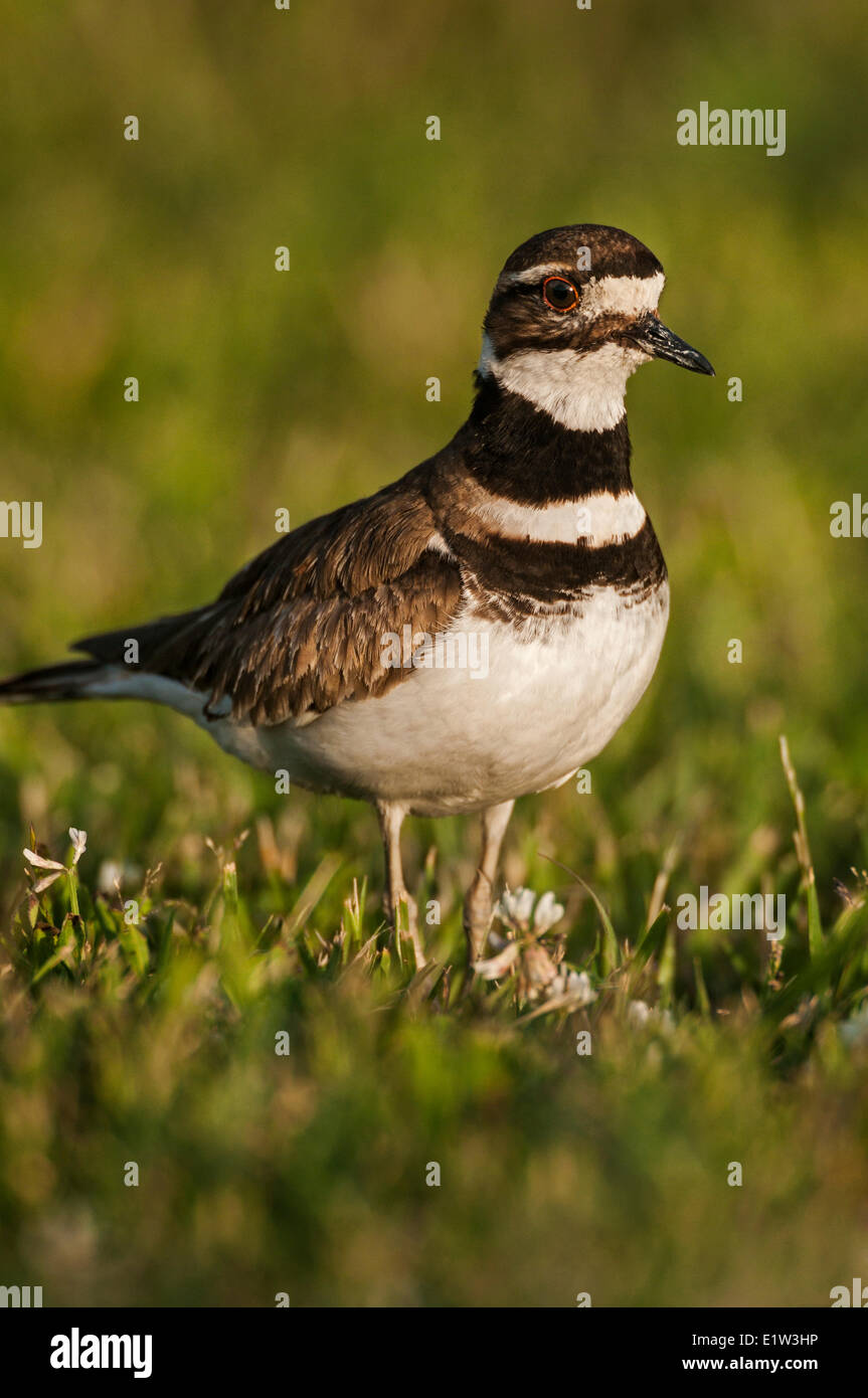 Birds ohio hi-res stock photography and images - Alamy