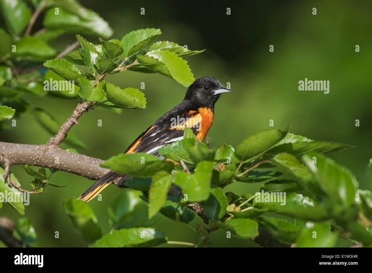 Baltimore Oriole (Icterus galbula) male in breeding plumage rests in mixed forest along Lake Erie shoreline near Canada USA Stock Photo