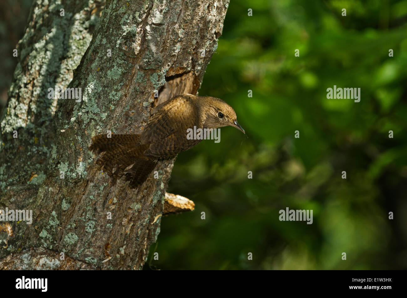 House Wren (Troglodytes aedon) at nest hole.  Found throughout most of North America. Stock Photo