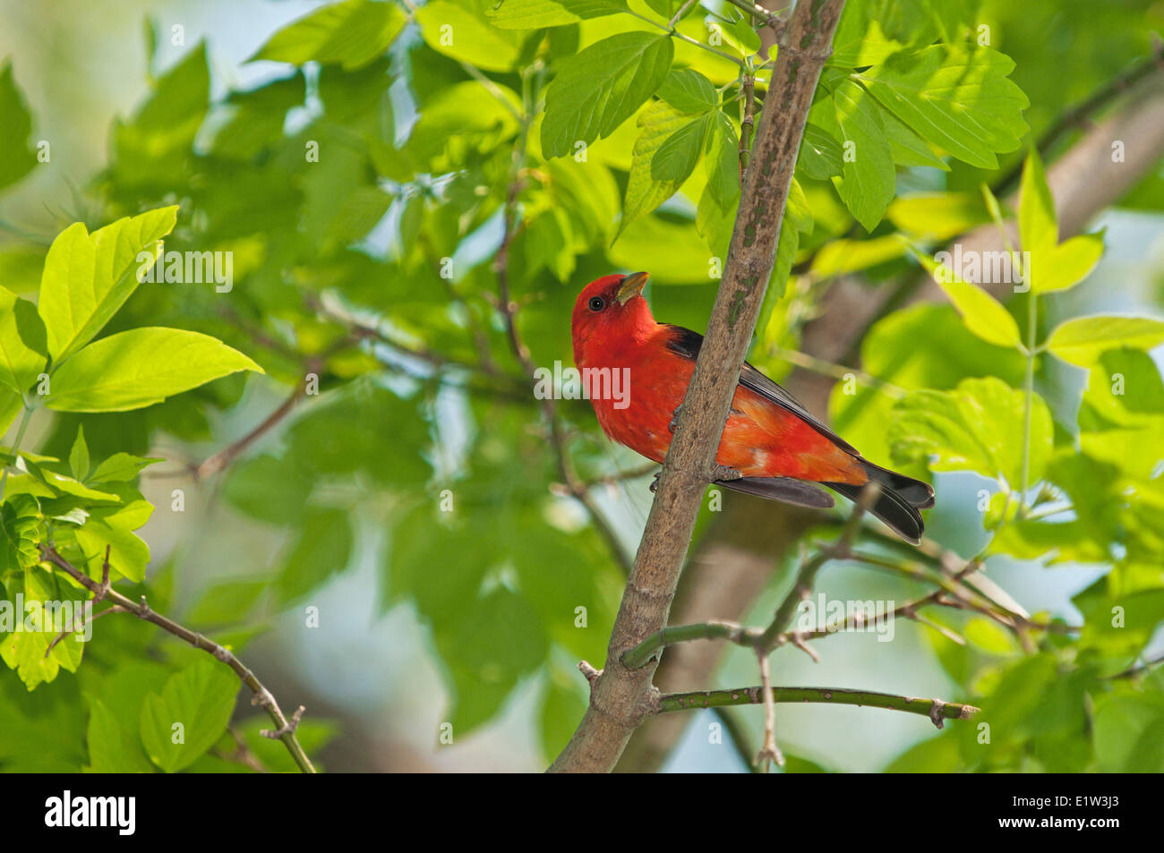 Male scarlet tanager (Piranga olivacea) male. Spring. Lake Erie. Great Lakes, North America. Stock Photo