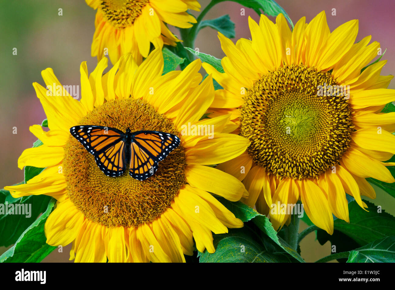 Viceroy butterfly (Limenitis archippus) on sunflower. Summer, North America. Stock Photo