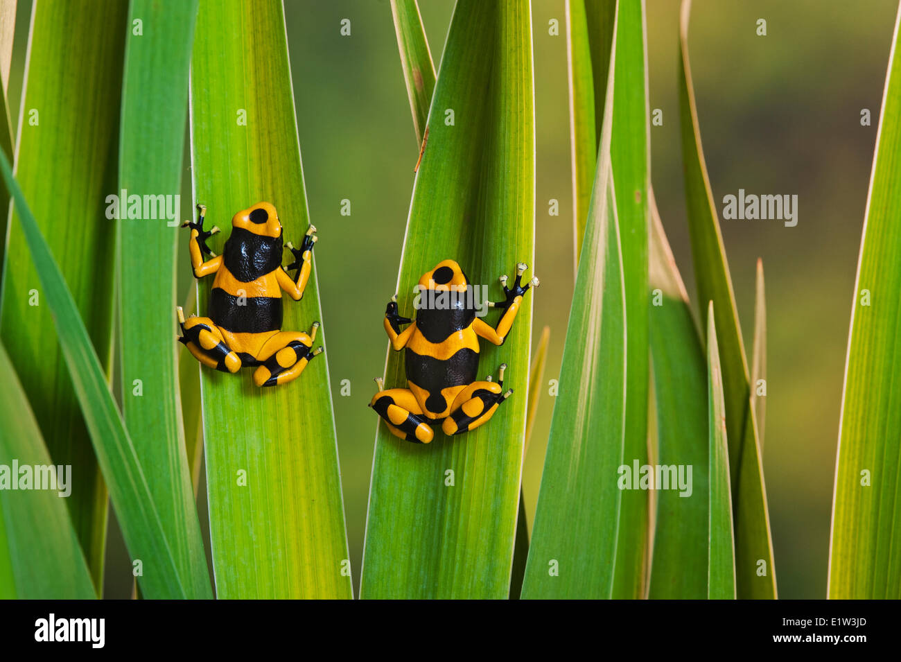 Bumblebee poison dart frog/Guyana Banded dart frog (Dendrobates leucomelas), native to Guyana, South America. Stock Photo