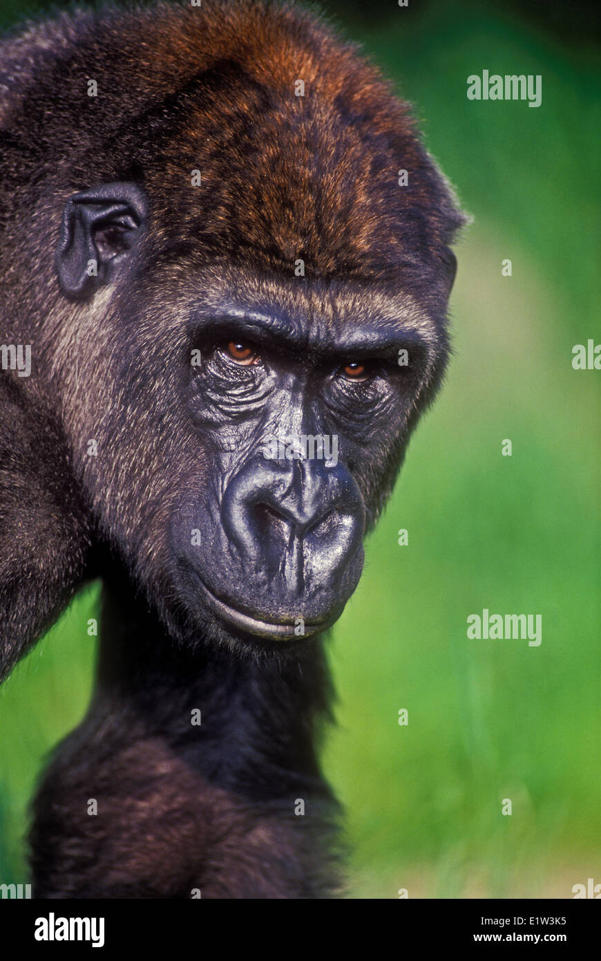 Lowland Gorilla (Gorilla gorilla). Stock Photo