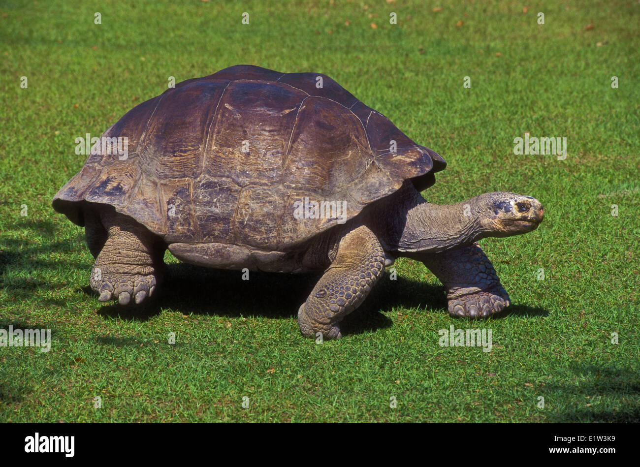 Galapagos Giant Tortoise (Chelonoidis elephantopus). Stock Photo