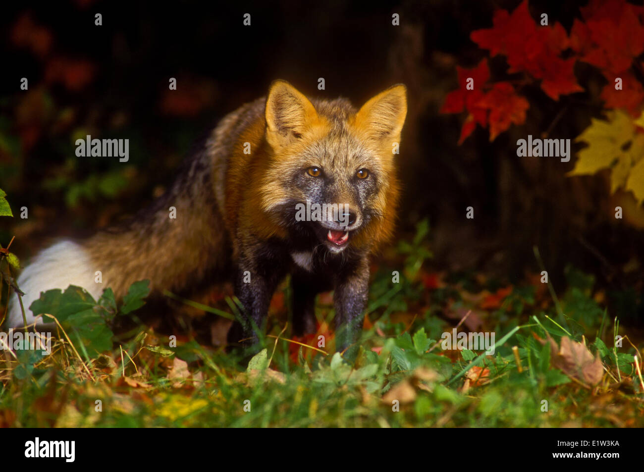 Red Fox (Vulpes vulpes) in autumn maples. Cross colour phase. Minnesota. . Stock Photo