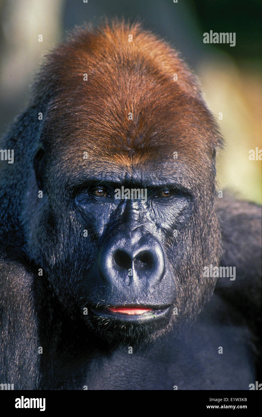 Lowland Gorilla (Gorilla gorilla). Stock Photo