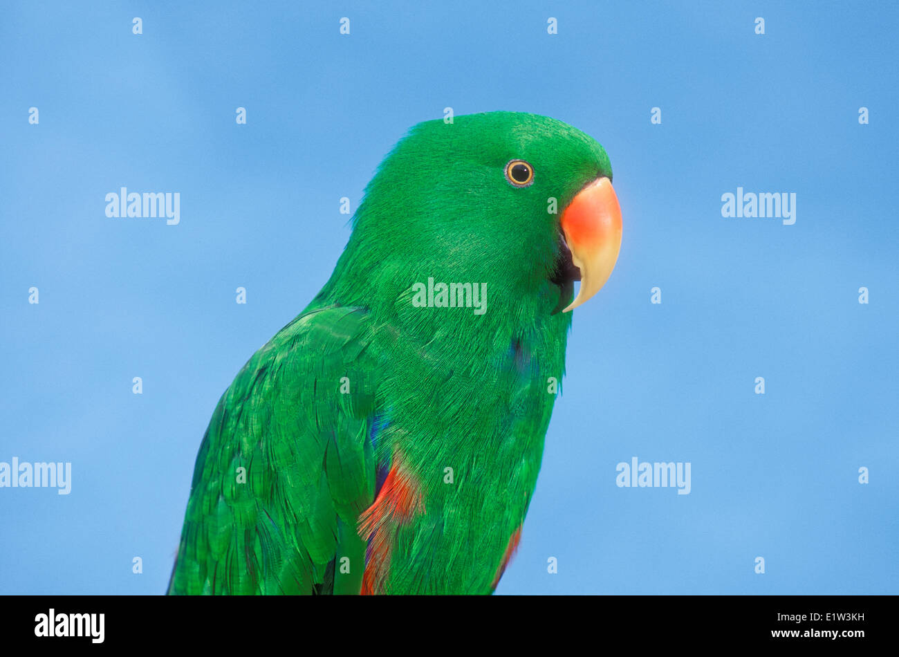 Electus Parrot (Electus roratus). Captive. Austrailia & New Guinea. Stock Photo